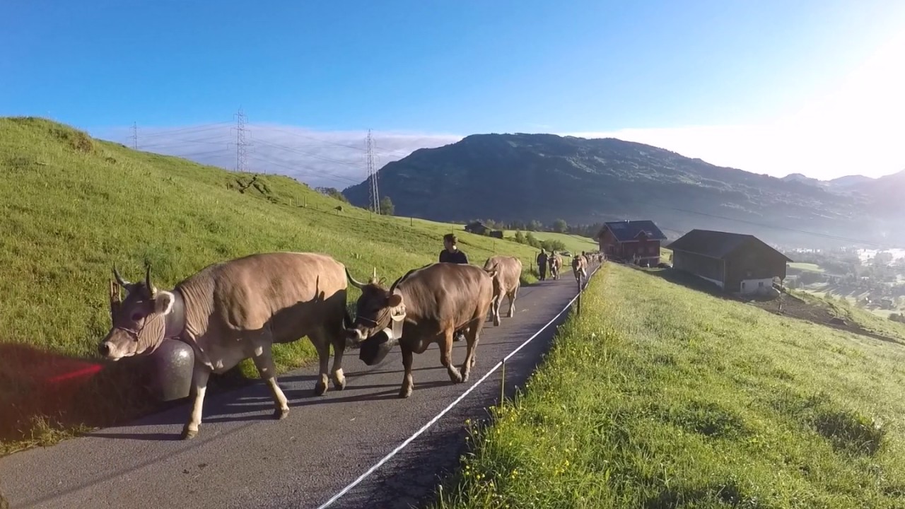Alpaufzug 2017