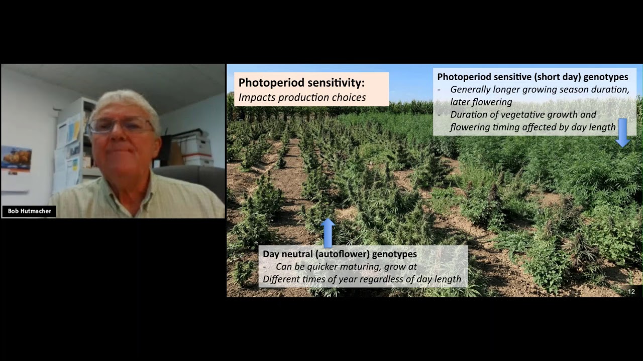 Hemp for Essential Oils: Water and Nutrient Management Considerations