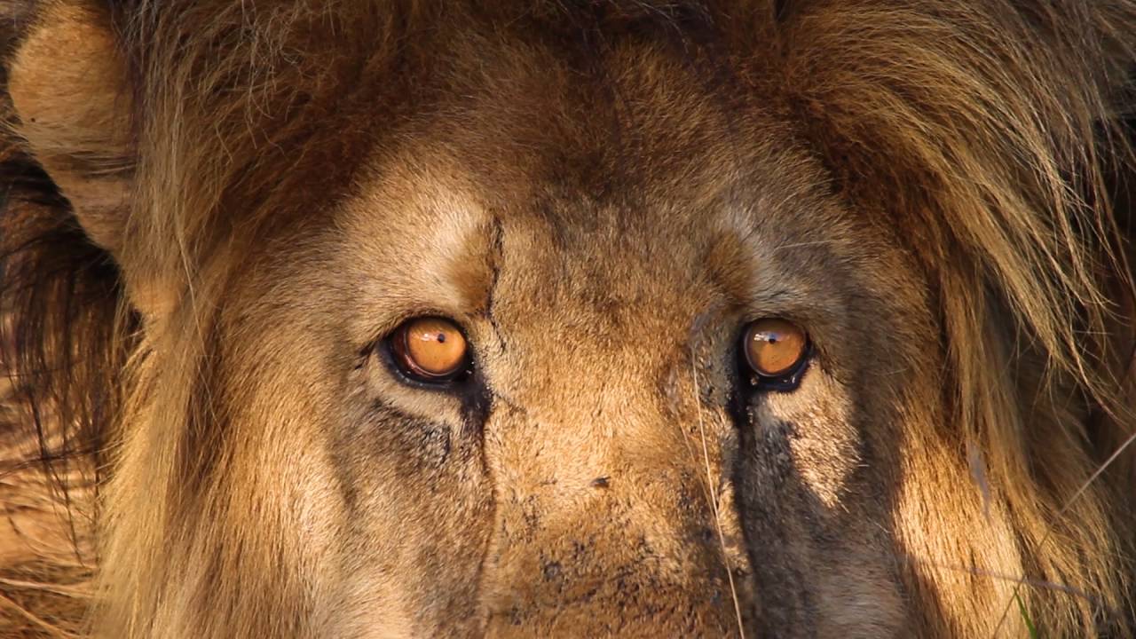 Conservation Technology in South Africa