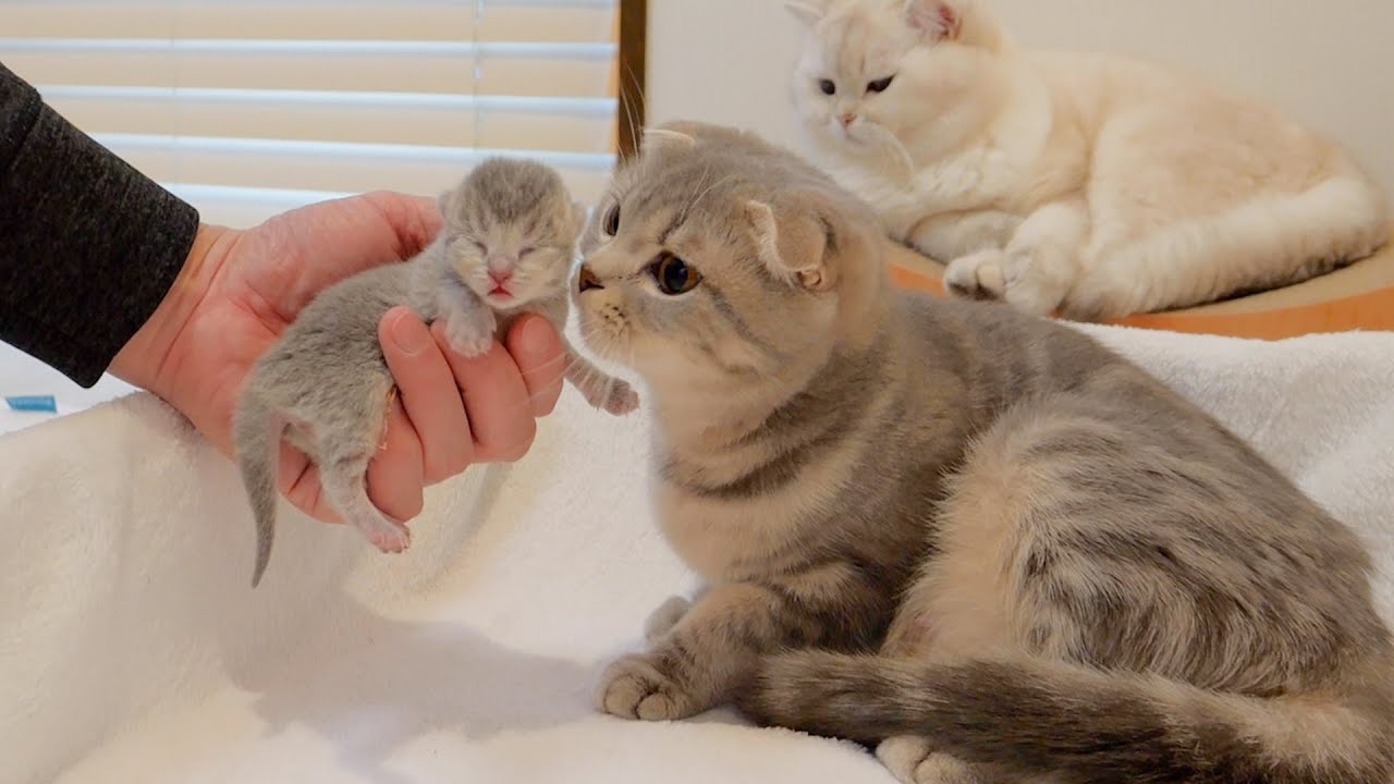Даже агрессивный котенок быстро успокоится, если его облизает кошка-мать!