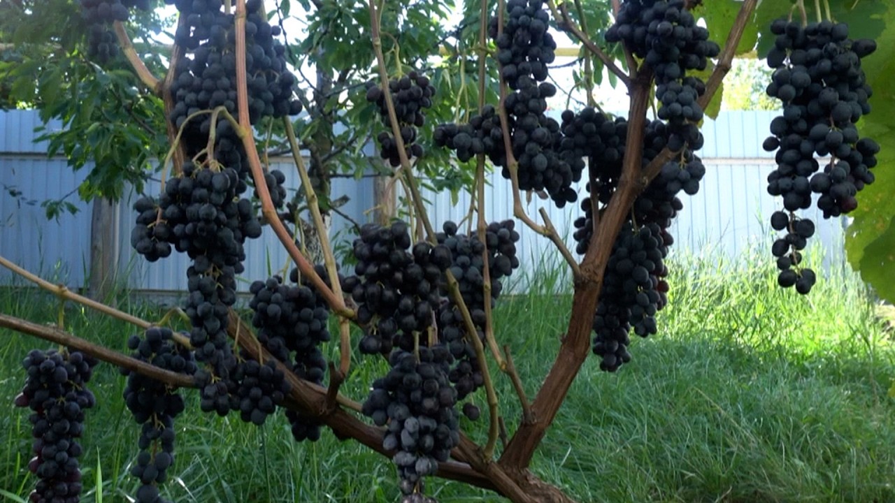 Виноград Изюмский  мускат.