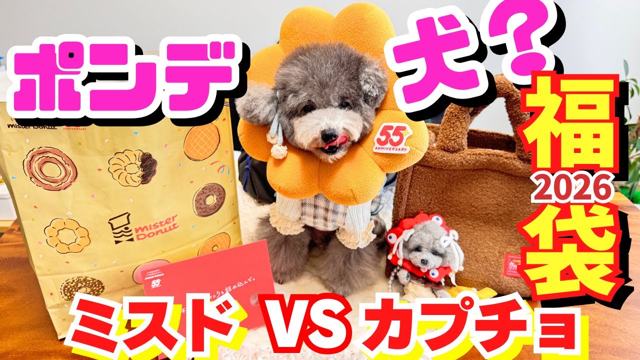 【2026大人気福袋】ミスドの福袋でポンデ犬になったトルテが大はしゃぎ🐩🍩【ミスド・カプリチョーザ】