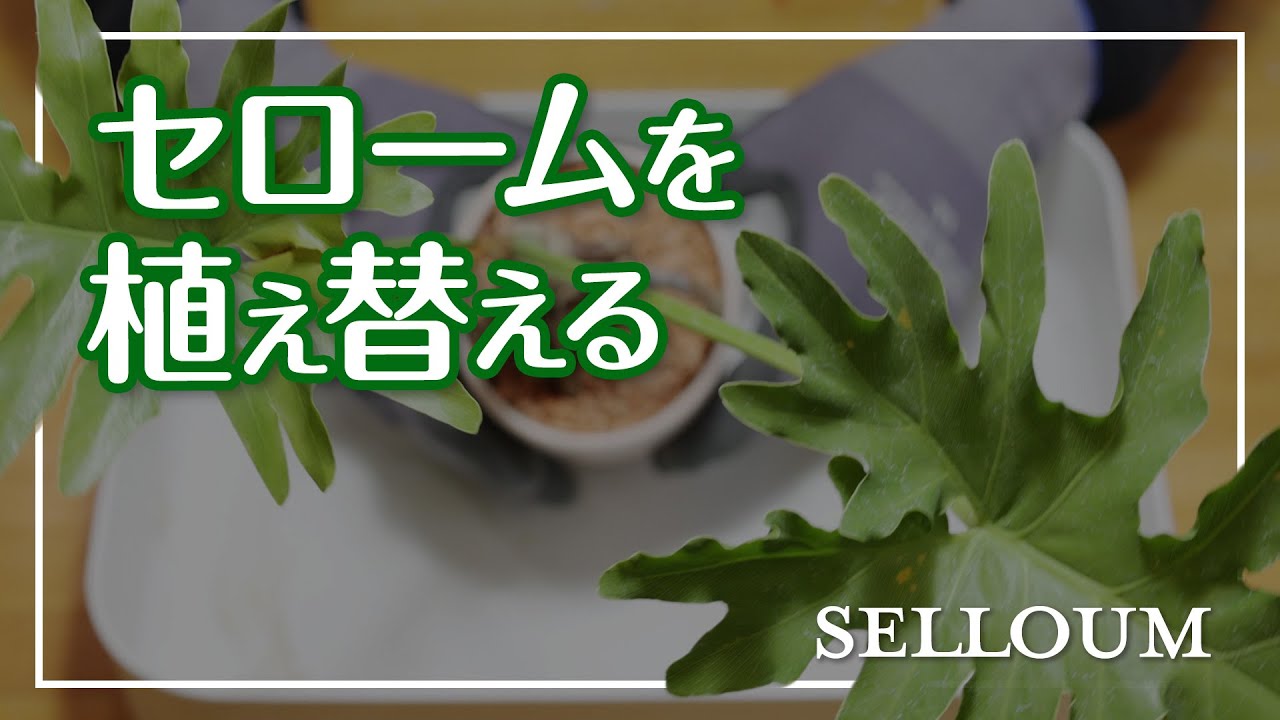 【セロームの植え替え】底穴のない陶器鉢は根腐れの可能性あり？硬質赤玉土で水はけの良い培養土に植え替えます