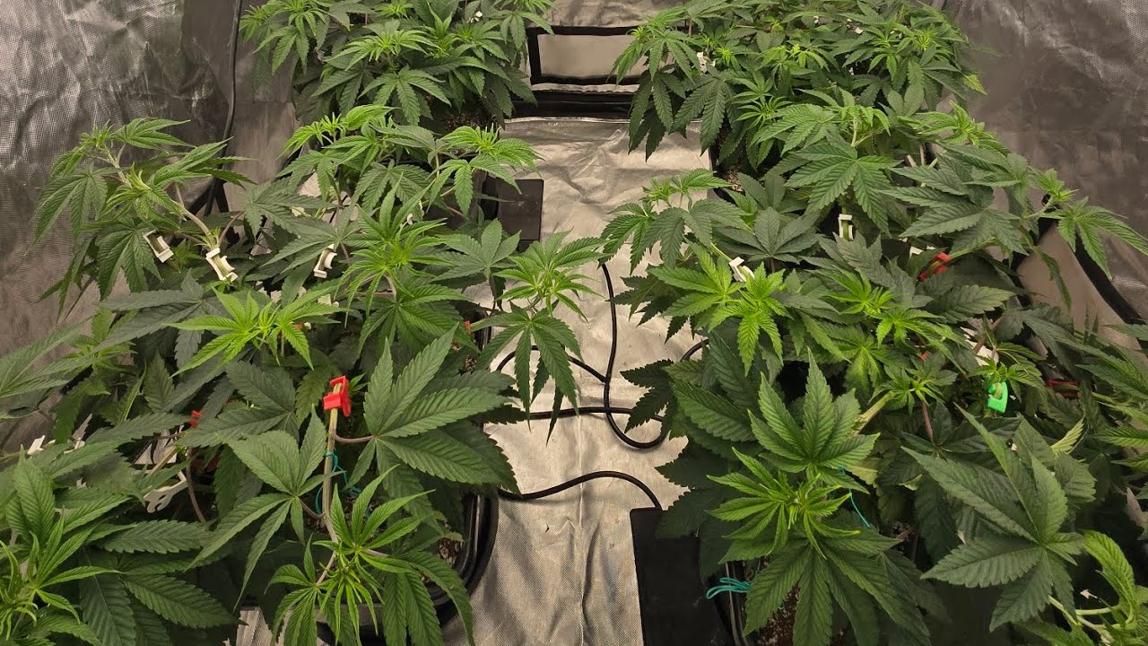 Harvest+weigh in! Clearwater genetics Faceoff OG x Gary Satan update + clones + move to autopots day