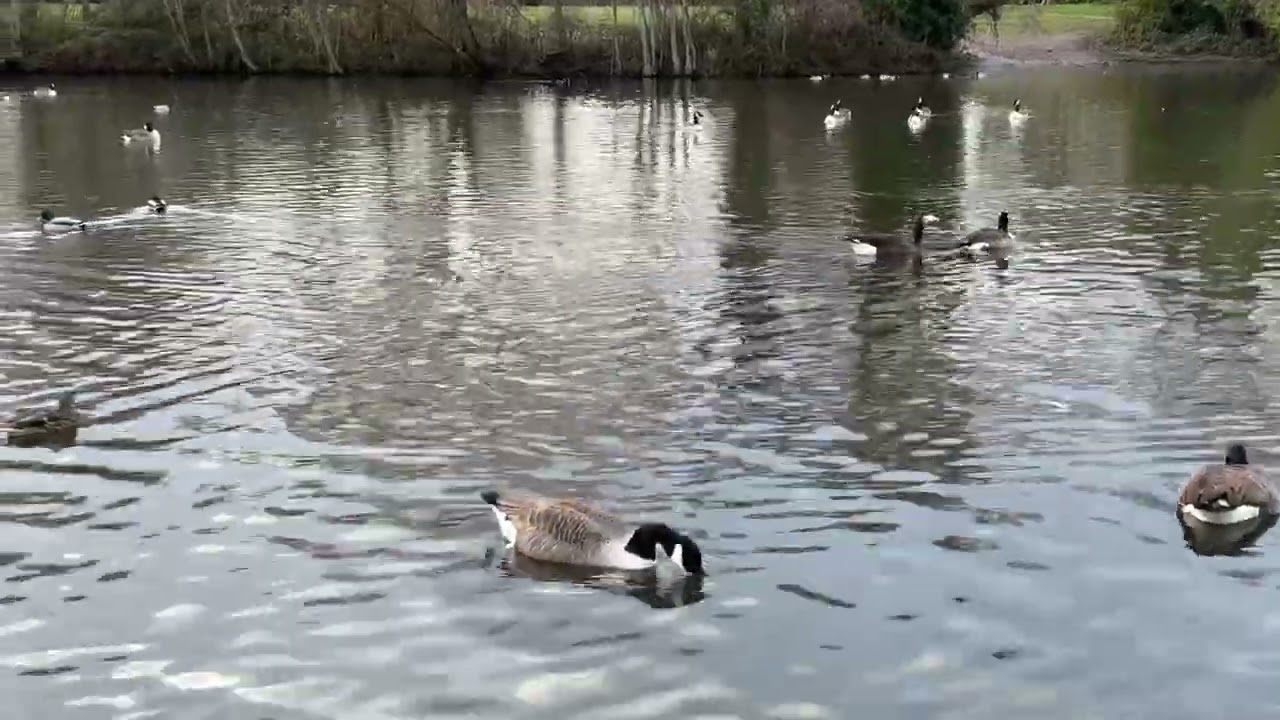 Geese ducks #millerspond
