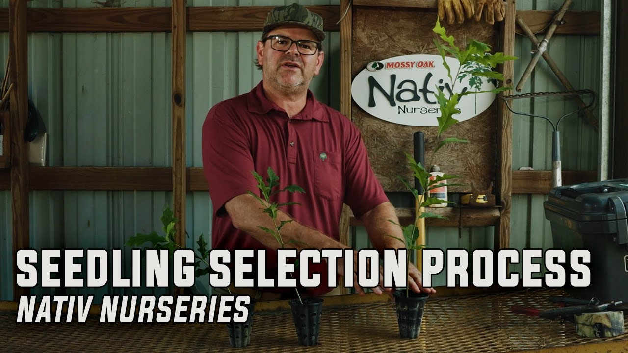 How We Ensure Quality: A Look at Nativ Nurseries Tree Selection Process