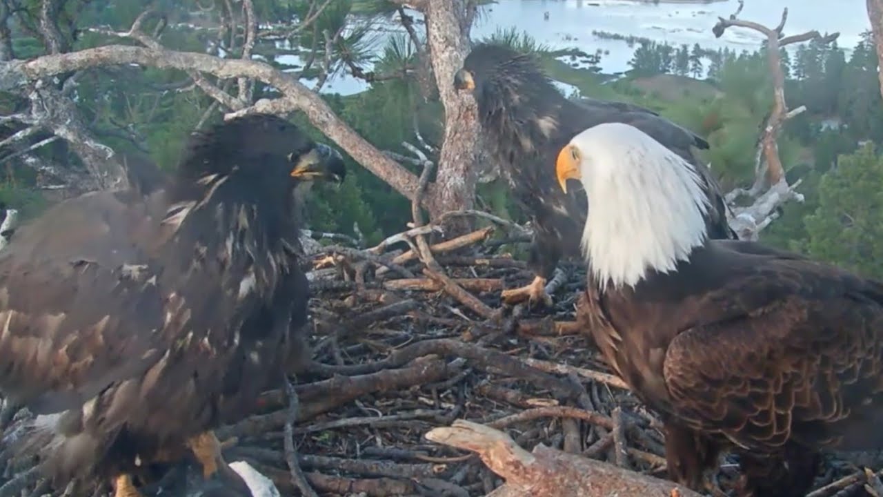 Both parents brings two fish 🐟 for Sunny and Gizmo | Big Bear Bald Eagle | Jun 9, 2025