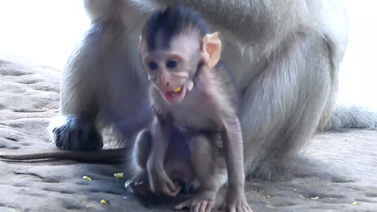 Compilation videos of poor baby monkey Cinn after she better