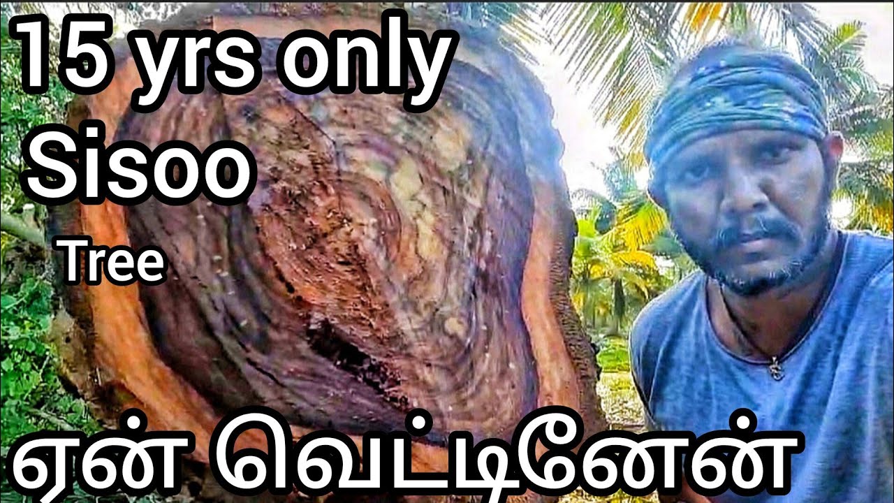 மூன்றை லட்ச ரூபாய் மதிப்புள்ள15 வருட சிசு மரத்தை ஏன் வெட்டினேன்| sheesham tree|sissoo tree|rosewood