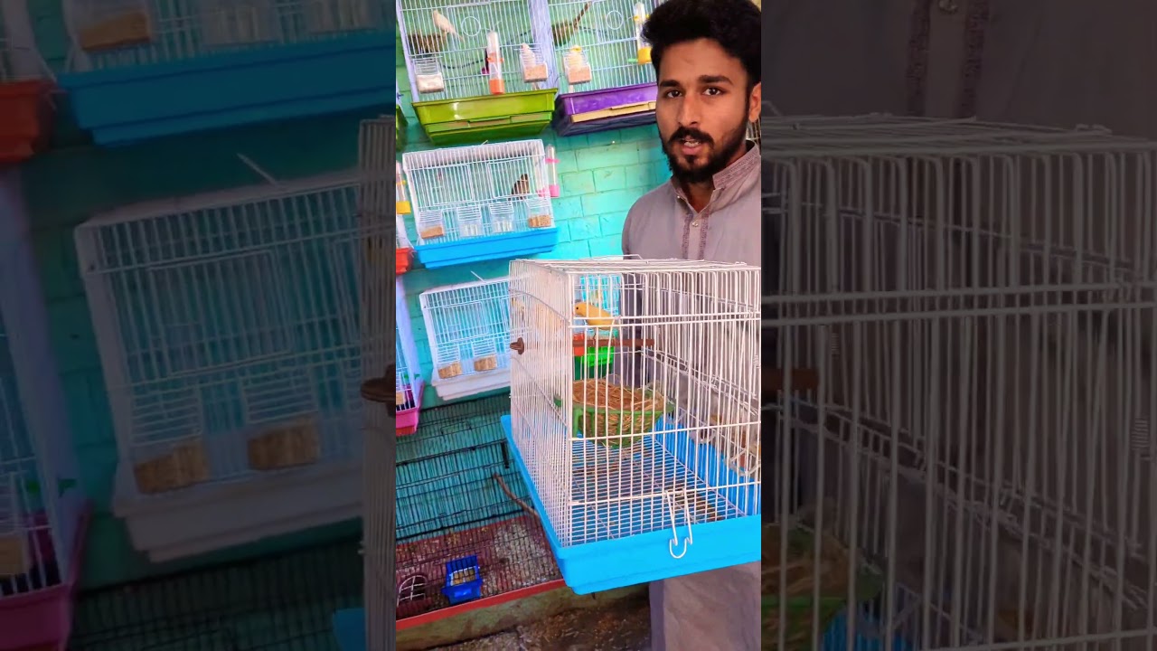 canary breeding setup in Lahore Pakistan ❤️#canary #birdsinging #shorts #ytshorts #subscribe