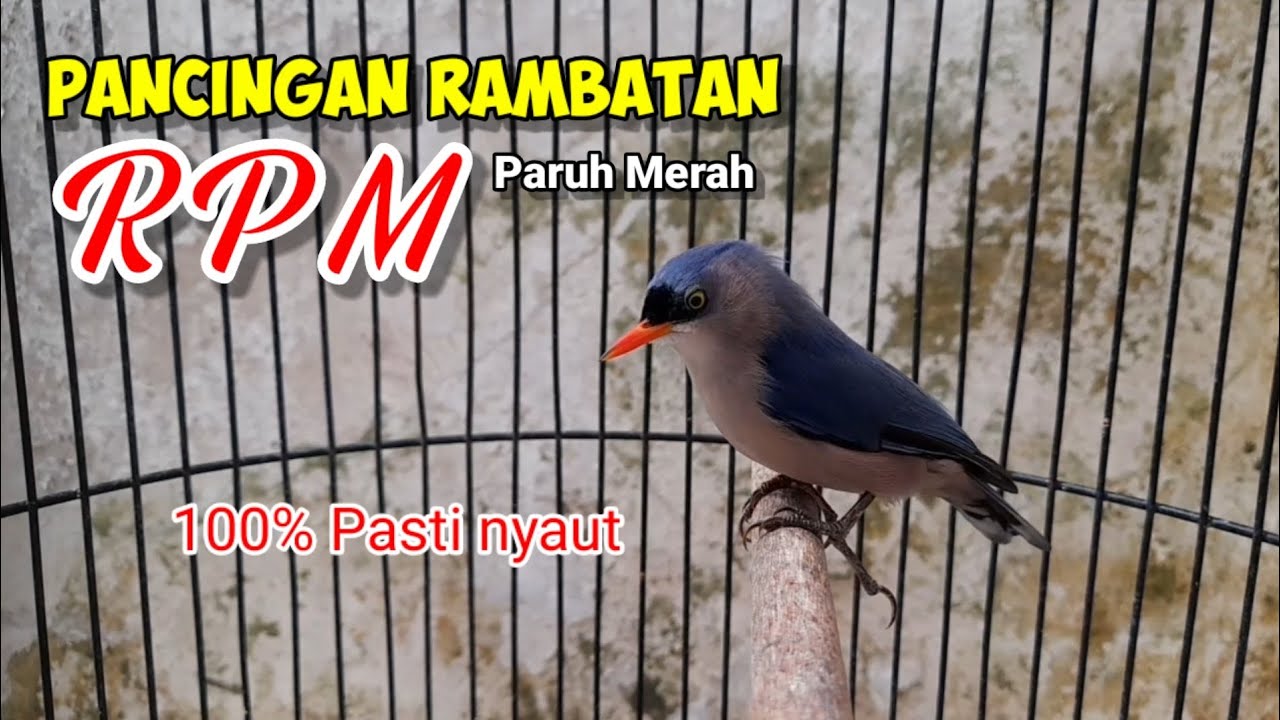 Pancangan Rambatan Bahan // AUTO Nyaut Ikut Gacor Nembak #rambatan #rambatangacor #rpm #rpmgacor 