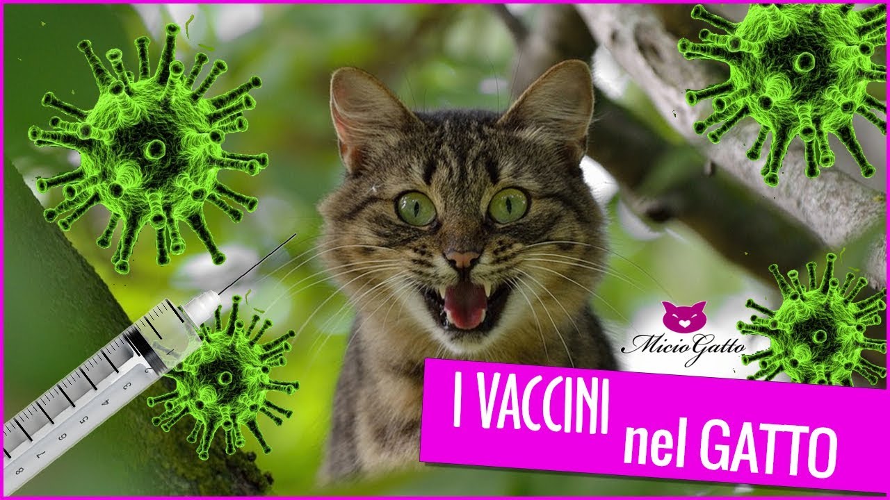 💉 Tutto sui vaccini nel gatto, spiegato dal veterinario 💉