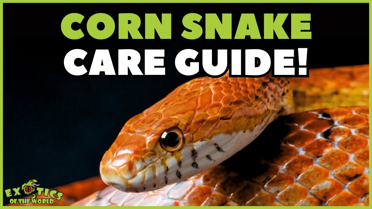 Corn Snake Care Guide - How To Take Care Of A Corn Snake