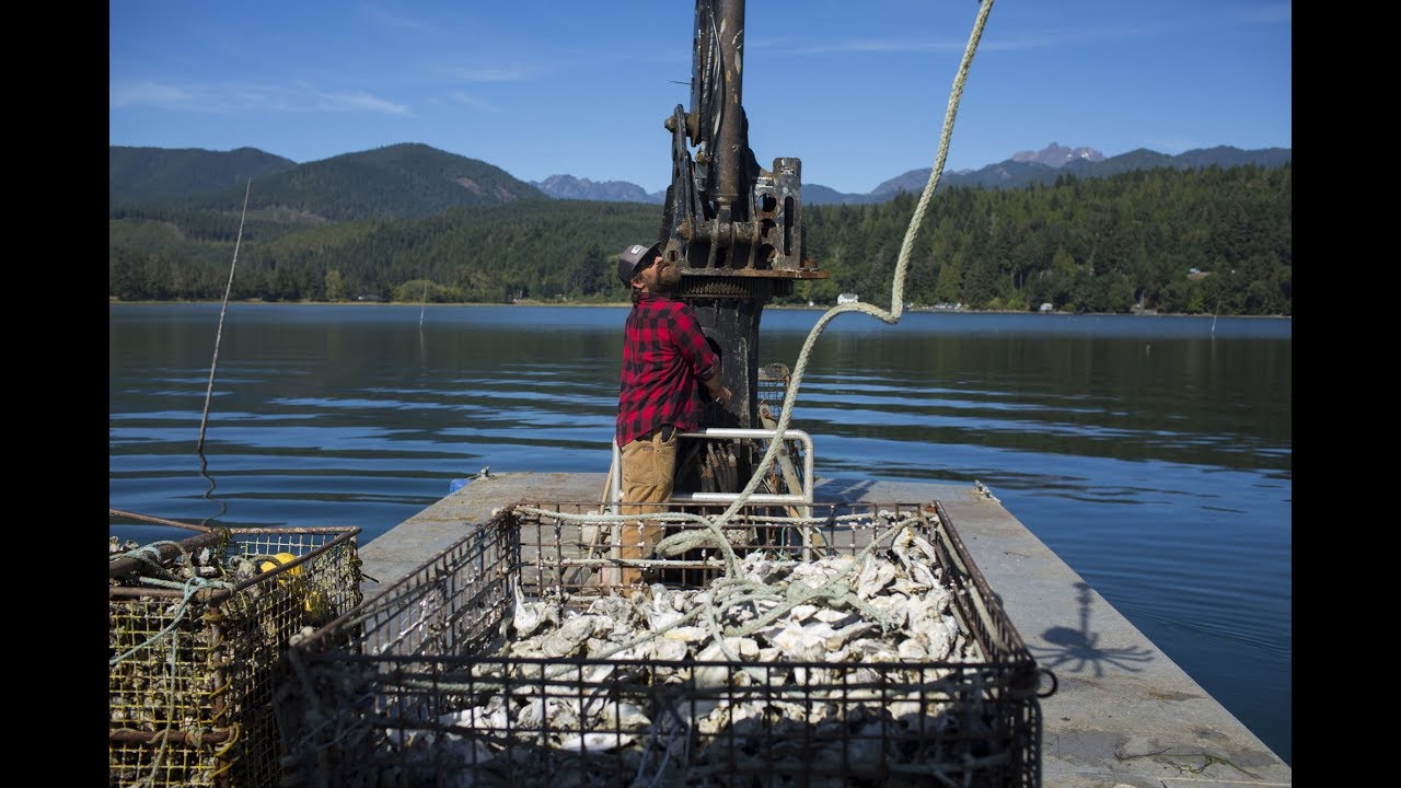 Discovering the Odd Life of Pacific Northwest Oysters ‚Äì and Those Who Farm Them