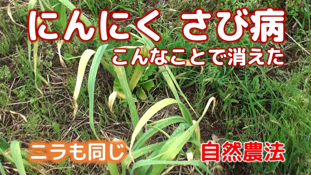 にんにくさび病 こんなことで消えた、、 ニラ白斑葉枯病も同じ　自然農法