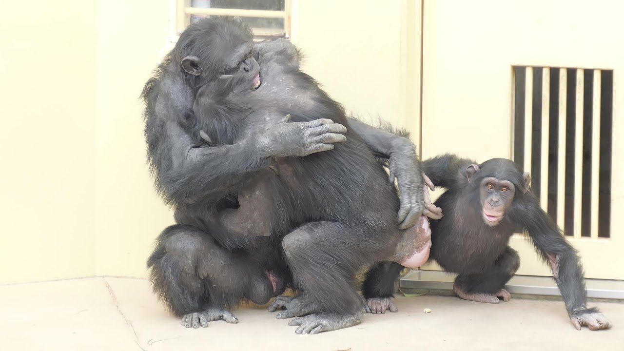 マリモとリキとよつばちゃん　東山動植物園　チンパンジー　202501