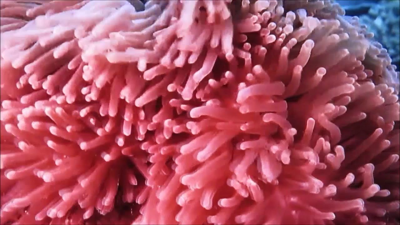 MORE FROM THE BARRIER REEF        IIII      BILLY B      #IAmACreator