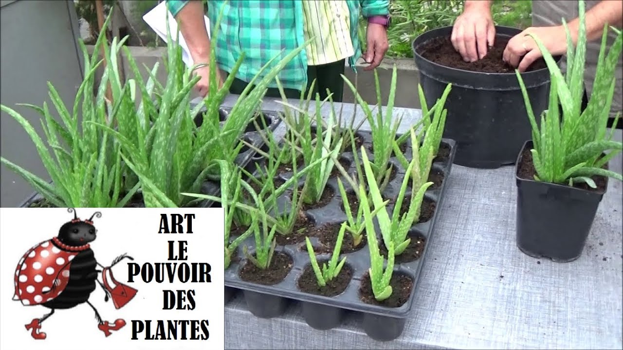 Conseils jardinage: aloe vera: arrosage et entretien: Plante d'intérieur