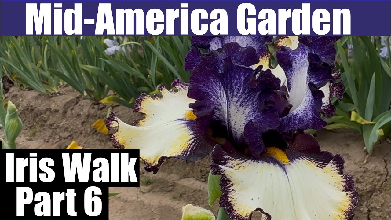 Mid-America Garden Iris walk part 6. #iris #gardening #AIS #pnwgardening  #midamericagarden