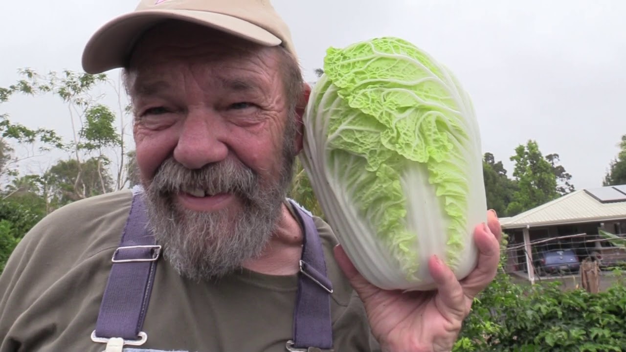Chinese Cabbage ready for Market