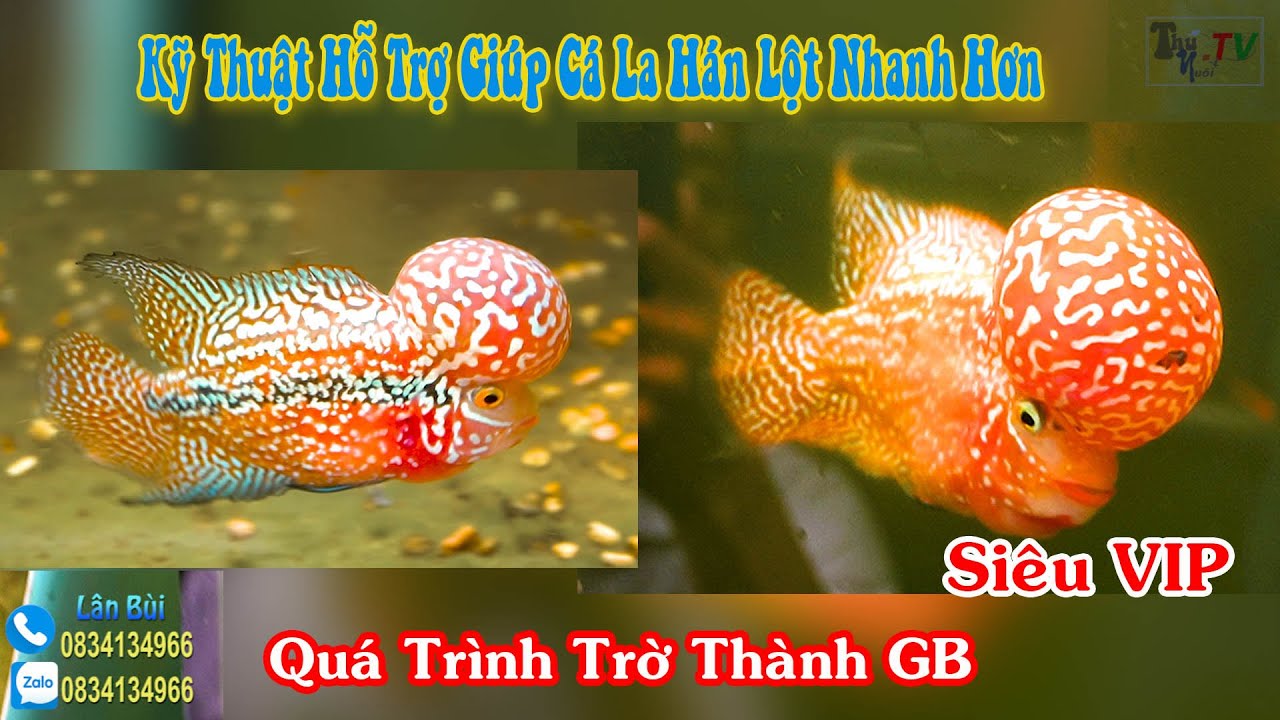 Qu&aacute; Tr&igrave;nh, Kỹ Thuật Hỗ Trợ Gi&uacute;p C&aacute; La H&aacute;n Nhanh Lột : Kamfa GB