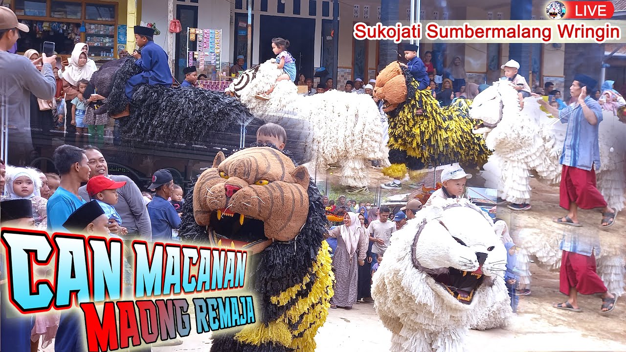 CAN MACANAN MAONG TEENAGERS LIVE SUKOJATI SUMBERMALANG WRINGIN