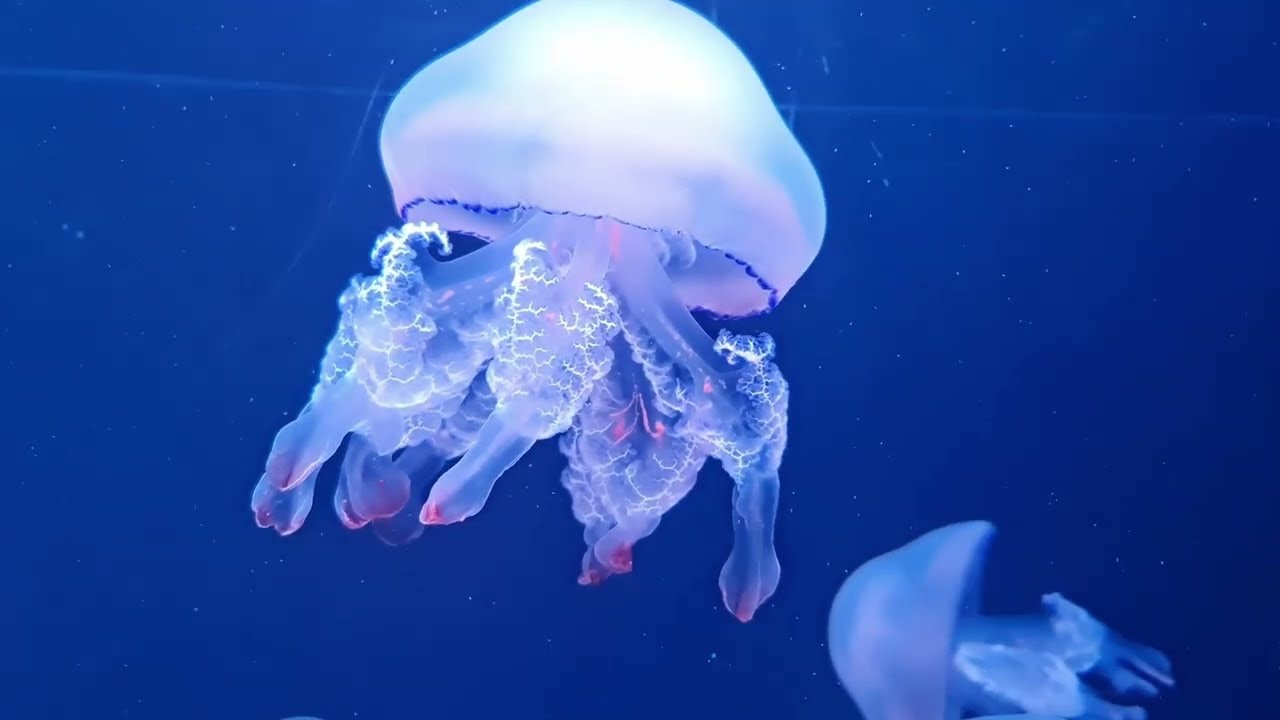 🌊 The Ocean - Relaxation Film | Peaceful Relaxing Music | Full HD 🌊