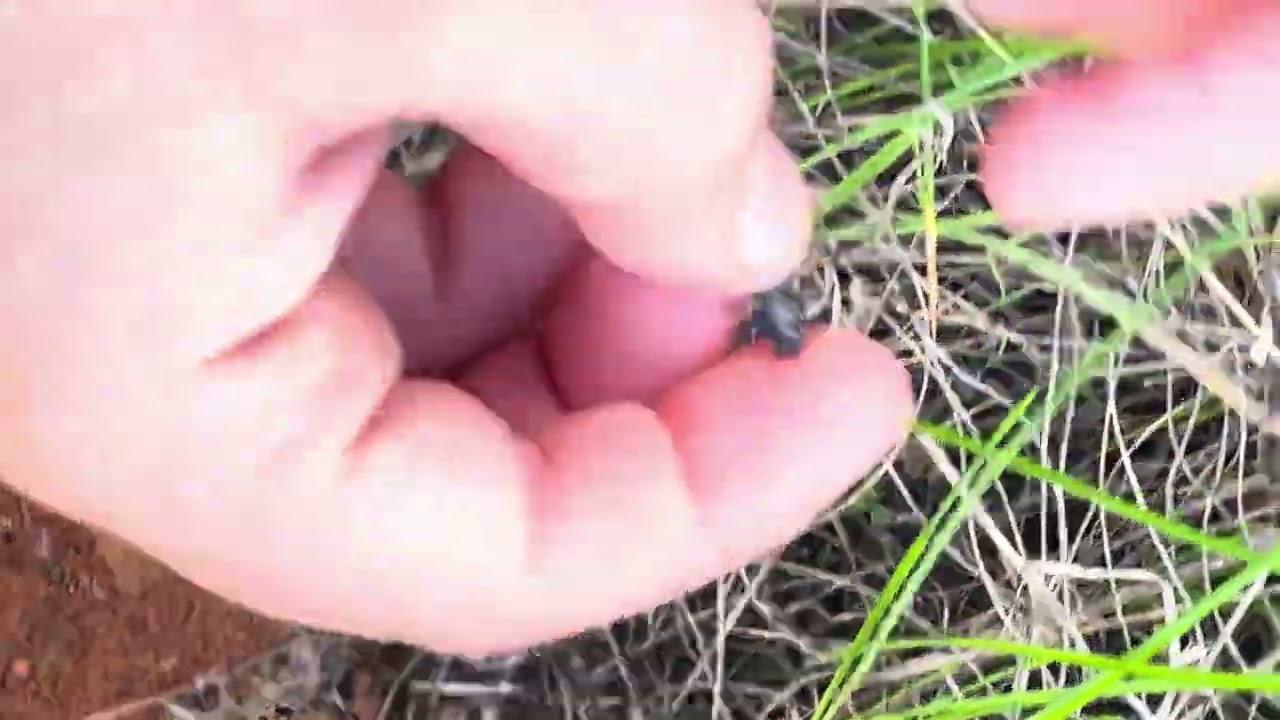 Amazing rare insect discovered.