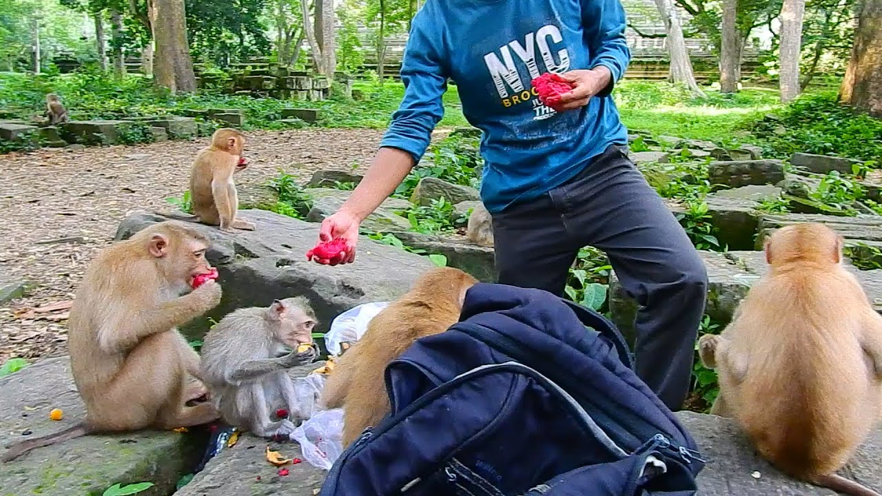 Donation fruits to Orphan monkeys who lived in Sovanna Group.