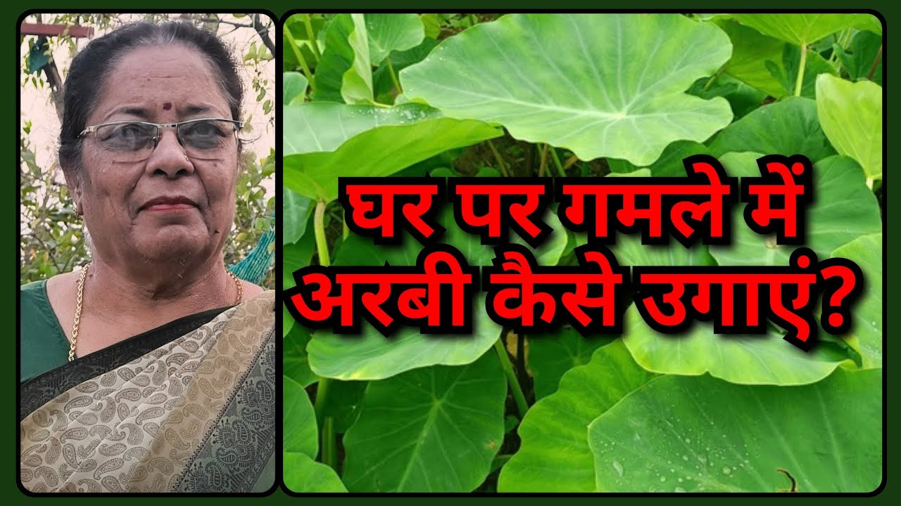 घर पर गमले में अरबी कैसे उगाएं? | अरबी के लिए परफेक्ट मिट्टी कैसे बनाएं