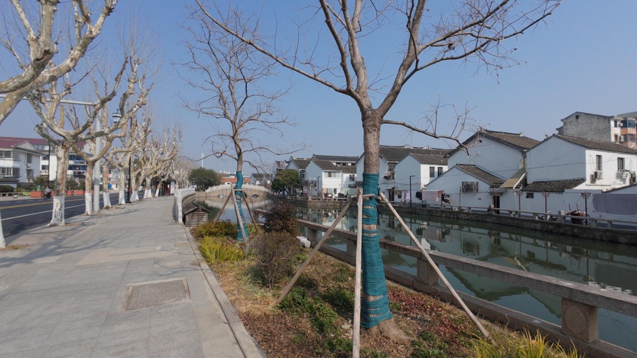 街拍带城桥路 冬天的梧桐树看着有点妖娆