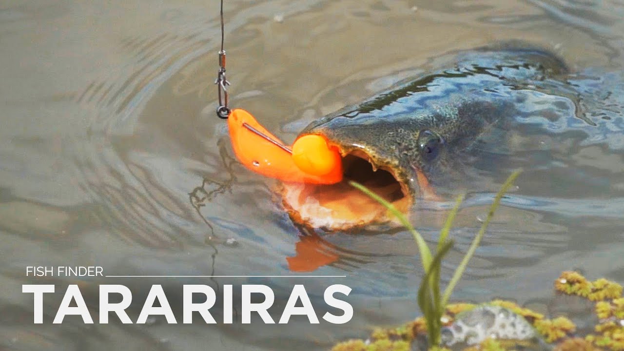 Fish Finder, En Búsqueda de lugares para pescar TARARIRAS