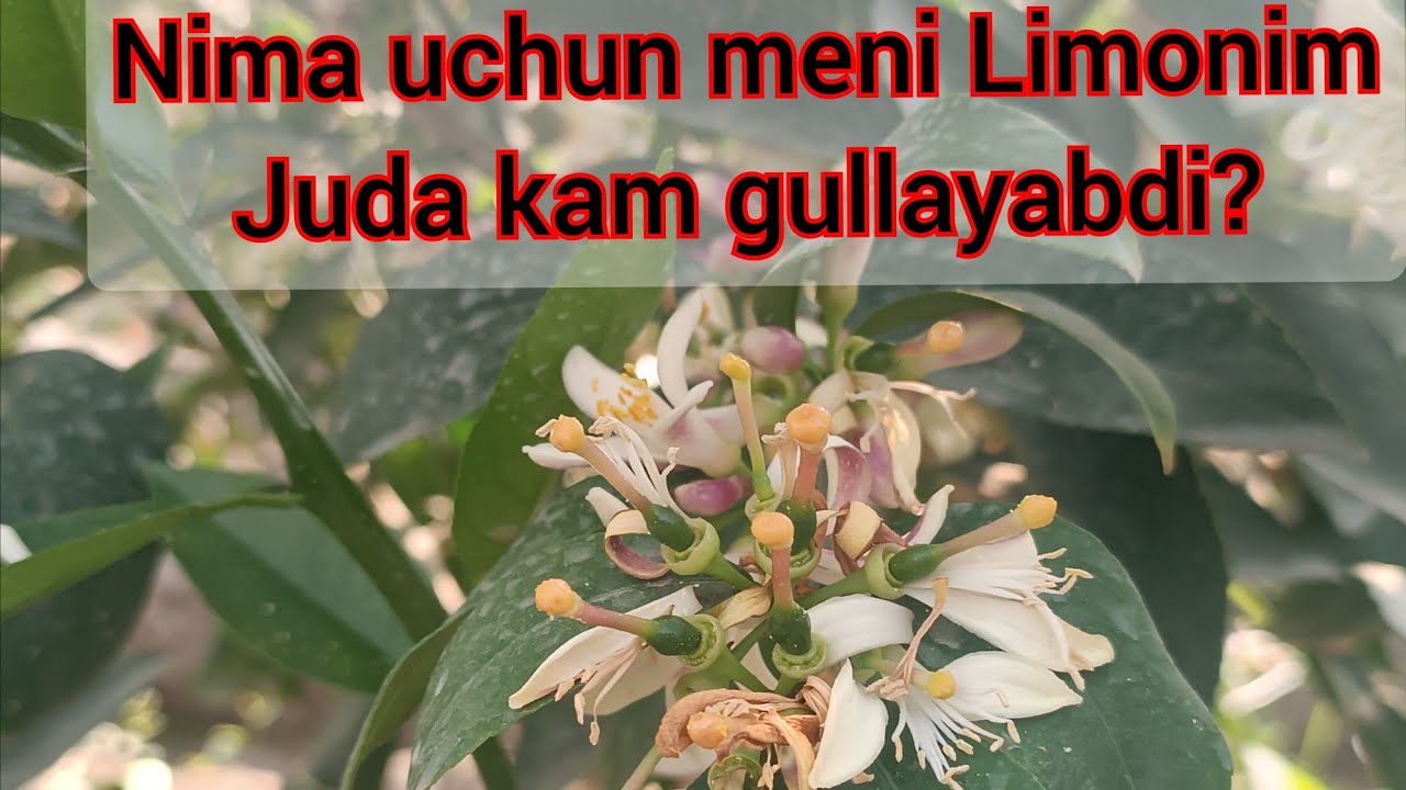 Nima uchun meni Limonim juda kam Gullayabdi? Limon daraxti UMR boqiy daraxtmi🤦 Erkak va urg'ochi gul
