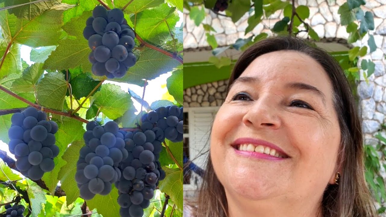 🍇 PRODUÇÃO INCRÍVEL DE UVA NUM PEQUENO QUINTAL. PARREIRA MILAGROSA. DICAS. Doações  no DF e Goiás.