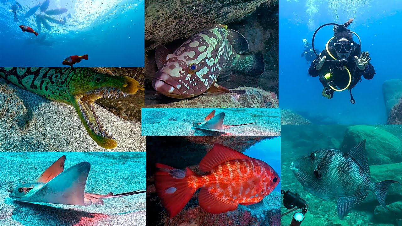 Buceo en El Bufadero, Los Cristianos 02-03-2024