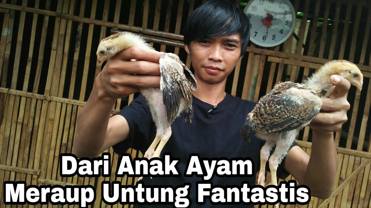 Merawat dan Membesarkan Anak Ayam Bangkok