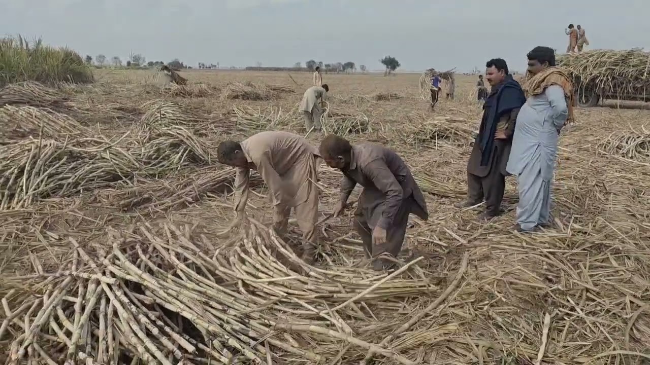 مزدور طبقہ | Sugarcane bundle #sugarcane #harvesting #fyp #youtube