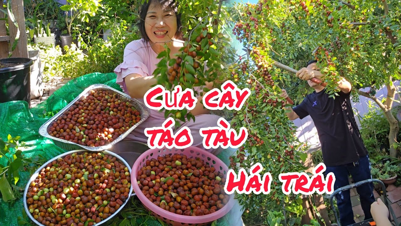Cưa cây táo tàu hái mấy mâm táo chín đem phơi khô rất ngon