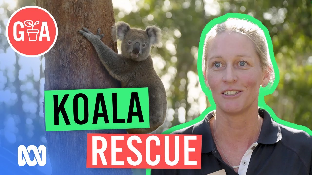 Koala Care | Discovery | Gardening Australia