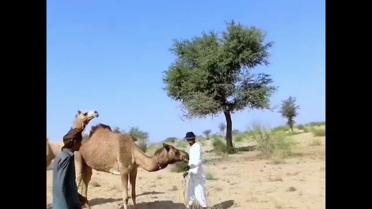 Camels Mating Video