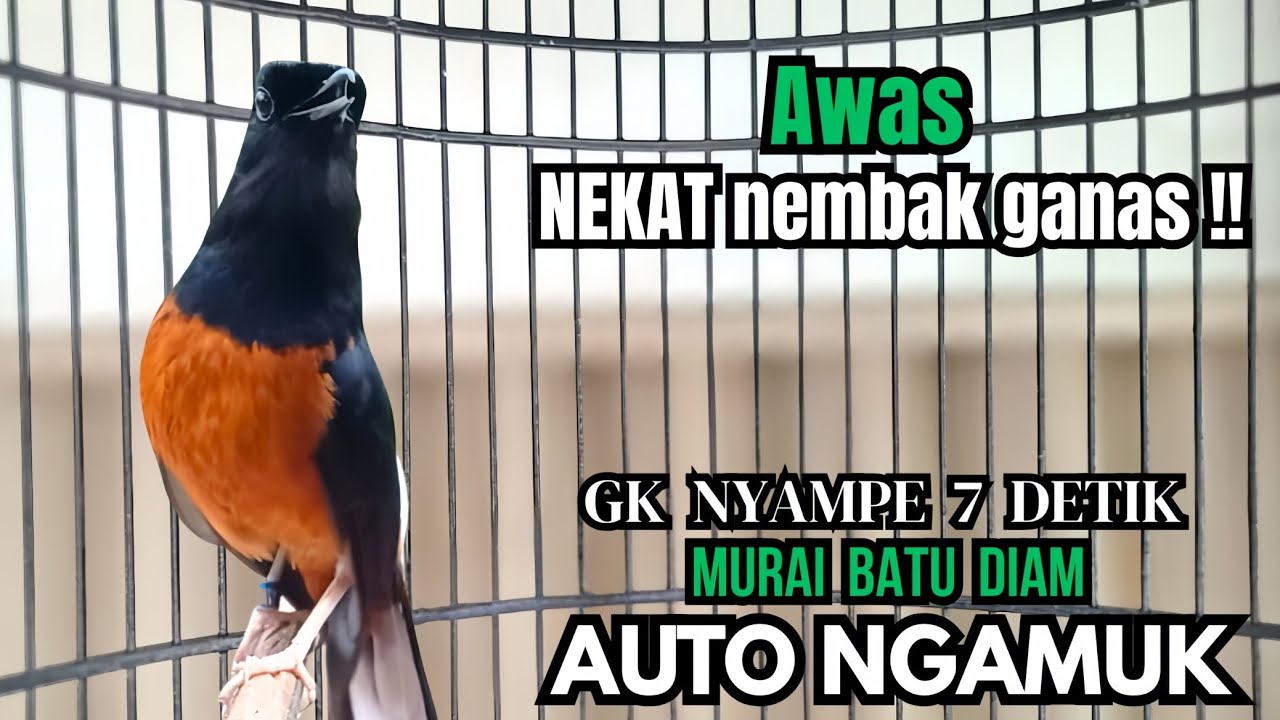 murai batu GACOR FIGHTER ampuh buat PANCINGAN murai lain biar bunyi JADIKAN burung murai EMOSI NYAUT