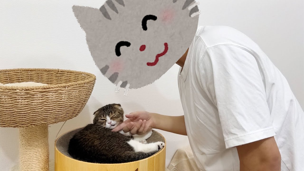 8日ぶりの猫とおっさんの再会が予想外すぎた【感動の超大作】【涙腺崩壊】