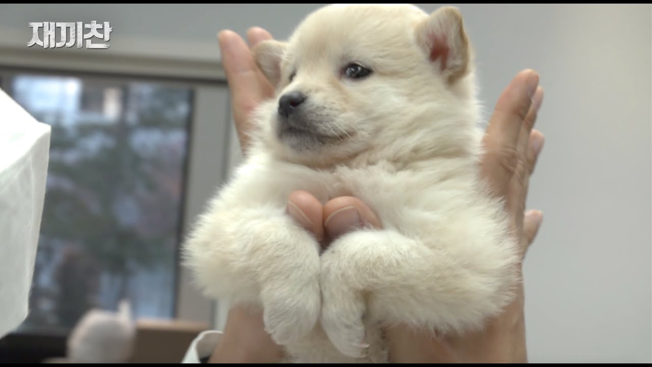 강아지 꽃님이가 이만큼 크긴 컸는데요 (이 영상 재웅이만 못 보게 해주세요 🙏)