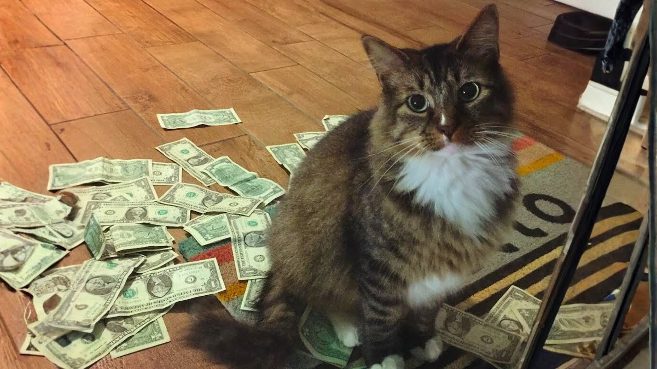 Warning This Cat Might Steal Your Money!