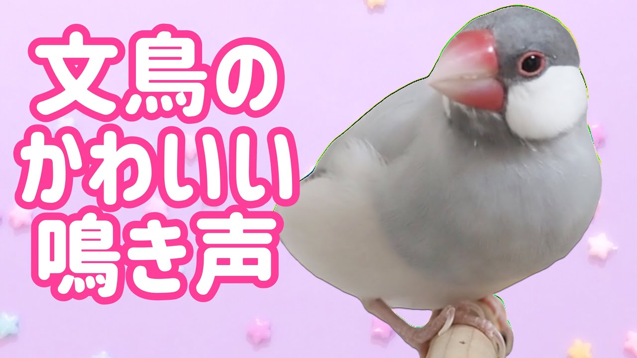 【可愛い鳴き声】クゥクゥ鳴く文鳥よもぎ 癒し動物　面白い動物