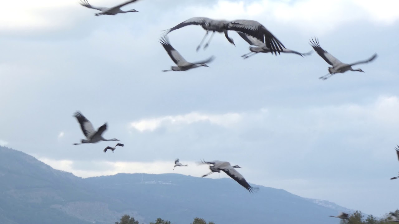 Cranes ... a lot of Cranes - Hula Valley - Israel - עגורים ... הרבה עגורים -עמק החולה
