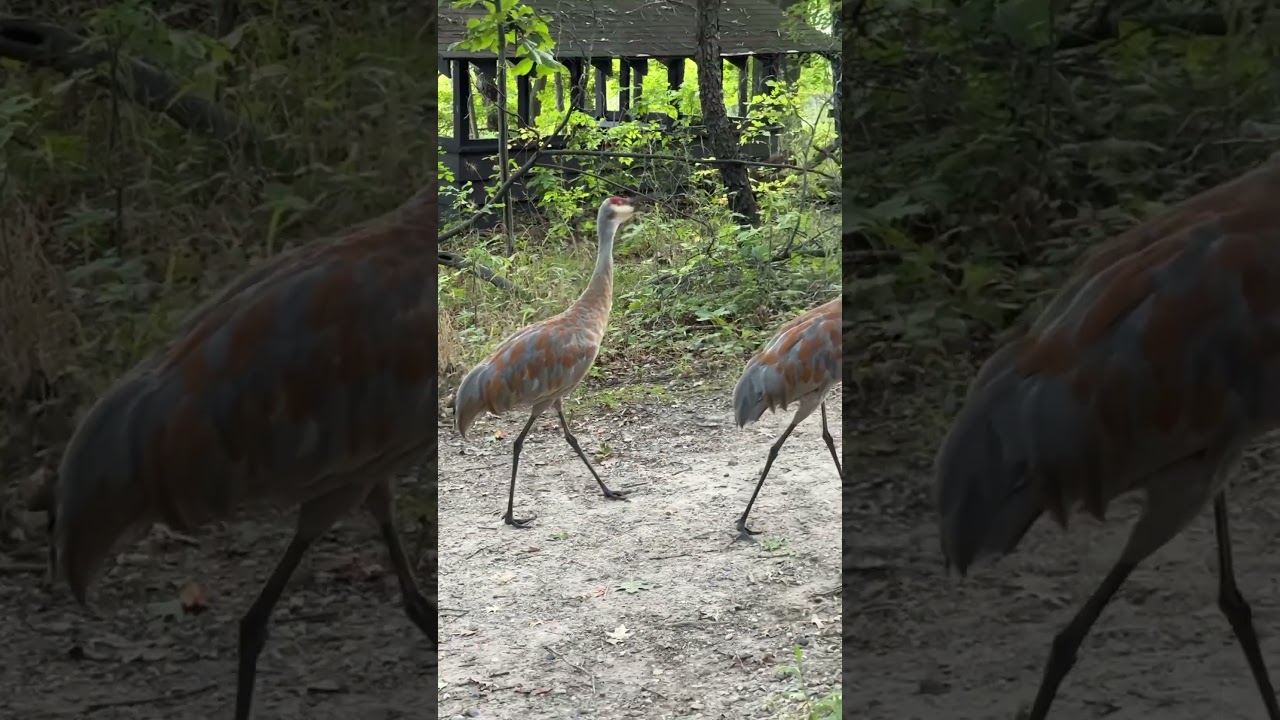 You&rsquo;ll never unhear this. Sand hill cranes calling to others across the lake. These don&rsquo;t  migrate!