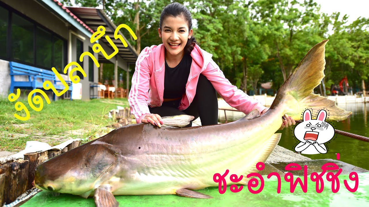 งัดปลาบึก ตีกินคามือ  ลากออกมันส์ๆ #เมย์มี่ #MAYME #ชะอำฟิชชิ่ง