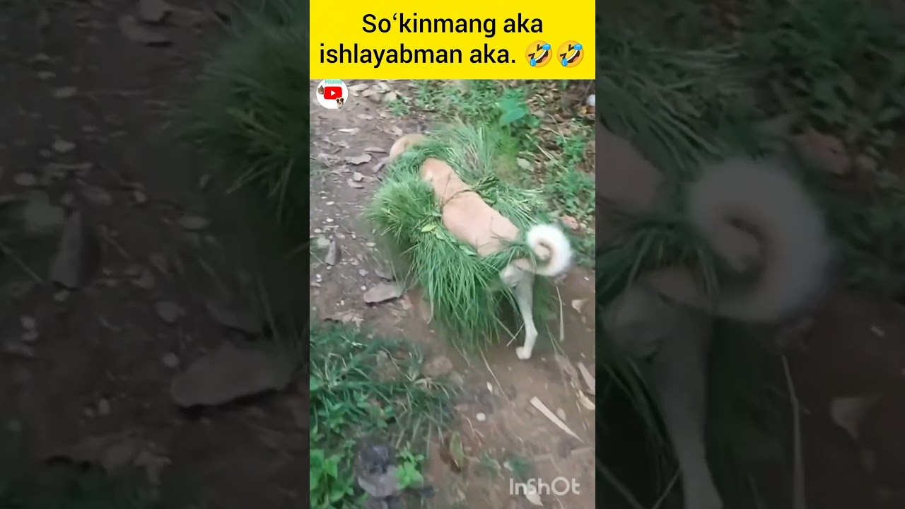 Chingiz Dublyaj 😂 