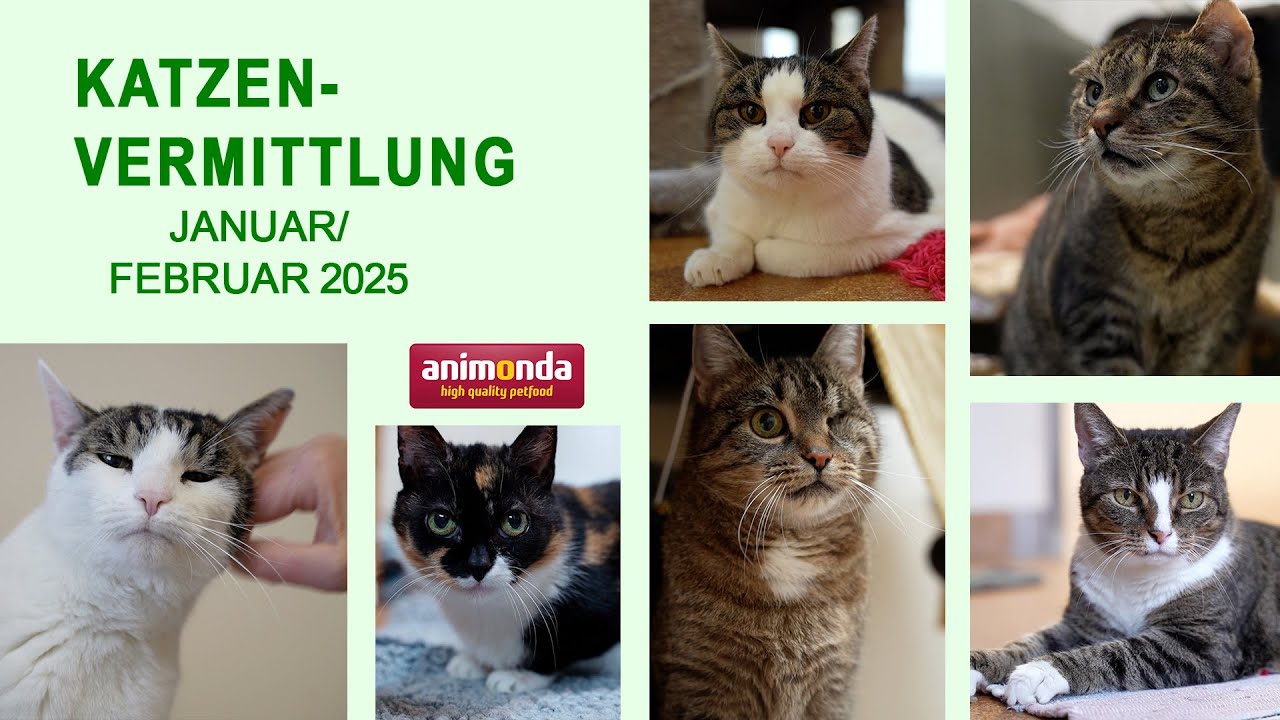 Katzenvermittlung - Januar/Februar 2025 (Tierheim Hannover TV)